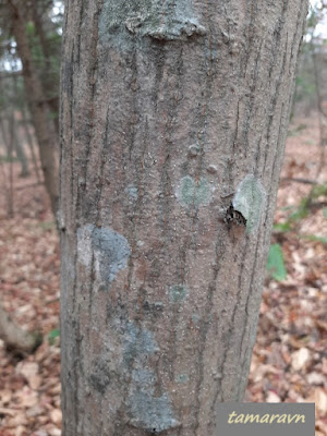 Клён ложнозибольдов (Acer pseudosieboldianum)