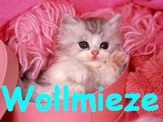 Wollmieze
