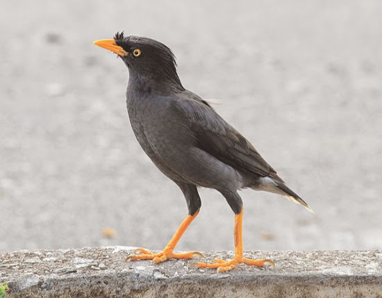 BERJALAK GAMBAR  BURUNG  JALAK  KEBO 4