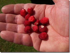 a handful of wild strawberries
