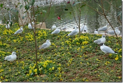 KunMing Green Lake 昆明。翠湖