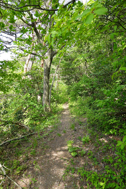 鳥取県西伯郡大山町長田 孝霊山登山道