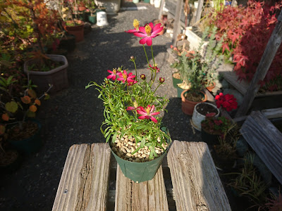 小さな鉢植え　完成