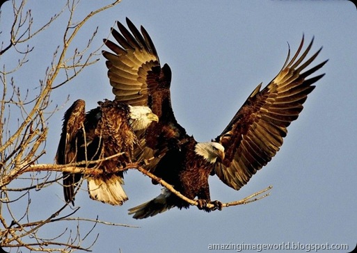 Wild Life003