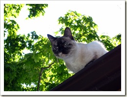 IMG_6755