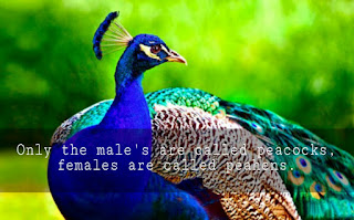 Peacock facts - The Fact Hub