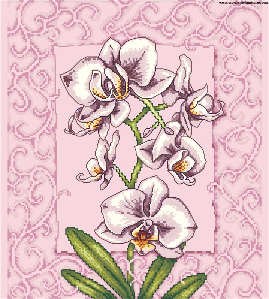 Pink orchids Madeira chart