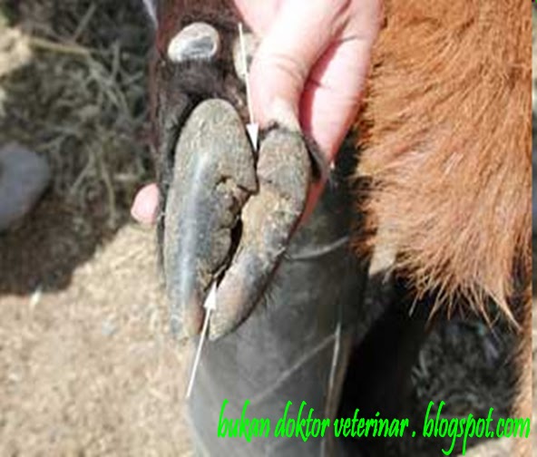 Bukan doktor veterinar: FOOT ROT pada kambing bebiri