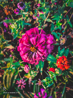 DAHLIA FLOWER