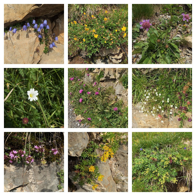 Some of the crevice hugger flowers I found by the Rothorn Kulm station on the Brienz Rothorn railway at over 7,000 feet above sea level