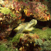 Turtle in Coral HD Wallpaper