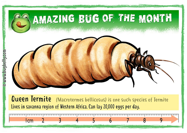 Illustration of Queen Termite on Bugbelly.com