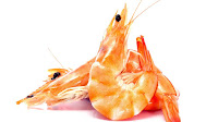 Shell Fish Allergy Symptoms