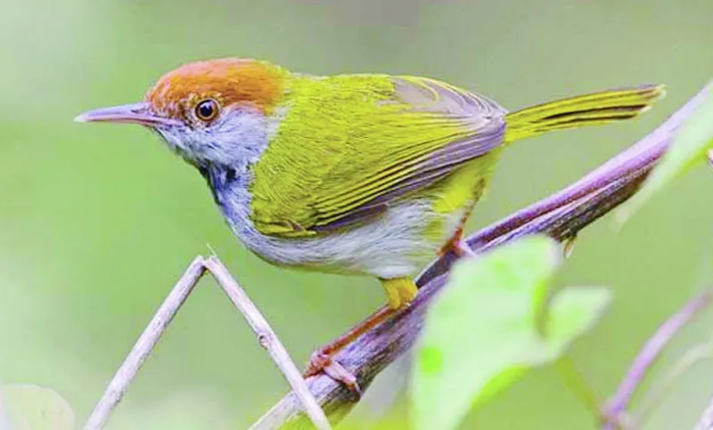  টুনটুনি পাখির প্রিয় খাবার কি -  টুনটুনি পাখির বাসার ছবি -  টুনটুনি পাখির ছবি আঁকা - tuntuni pakhi pic - insightflowblog.com - Image no 4