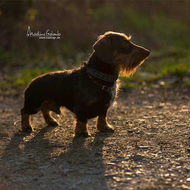 Hundefotos: Interview mit der Tierfotografin Nadine Golomb + Tipps für bessere Fotos von eurem Hund