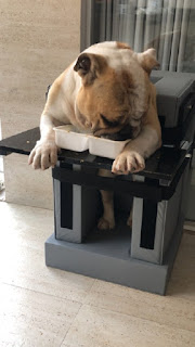 cão se alimentando com megaesôfago