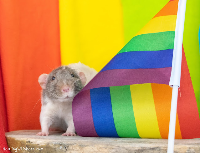 Vincent the Therapy Rat celebrates Pride Month