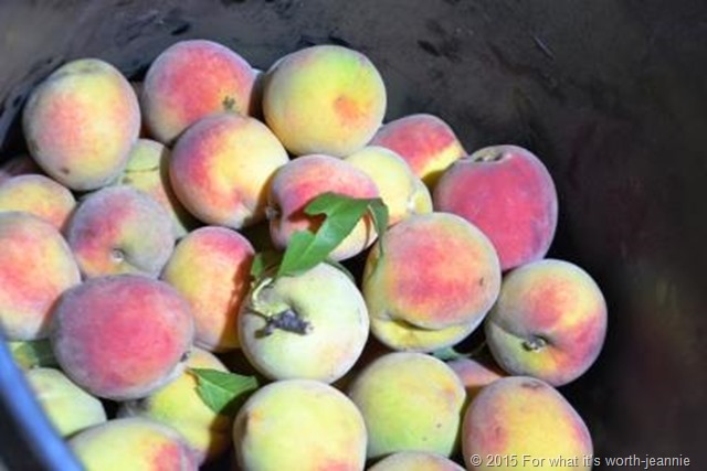 fresh peaches