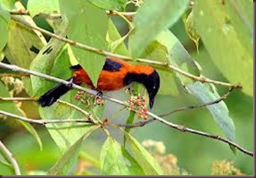 Amazing Pictures of Animals Pitohui Poisonous Bird. Alex (7)