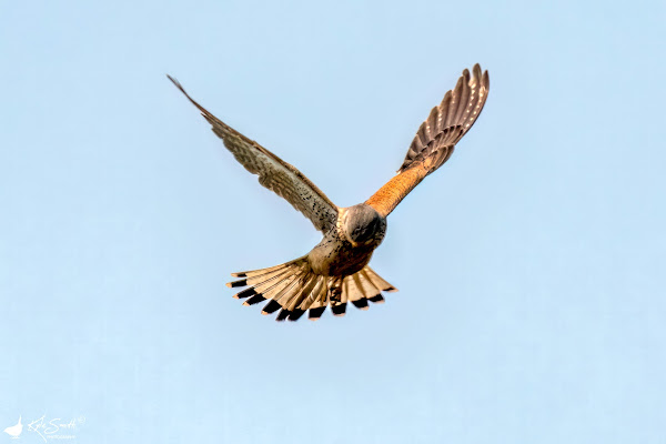 Kestrel