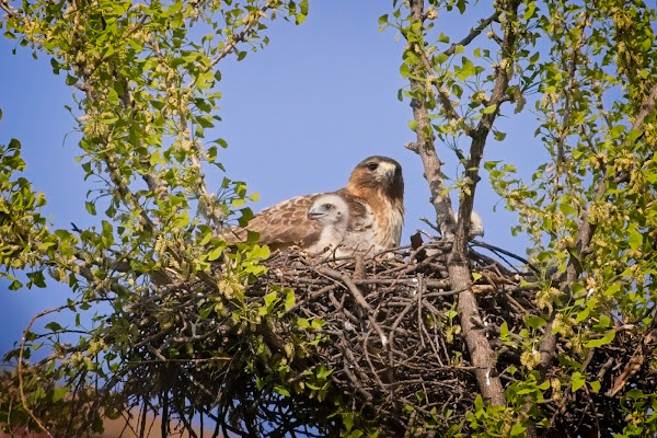 Amelia and two of her chicks.