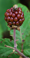 Ninfa de Nezara viridula.