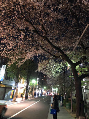 木屋町の桜