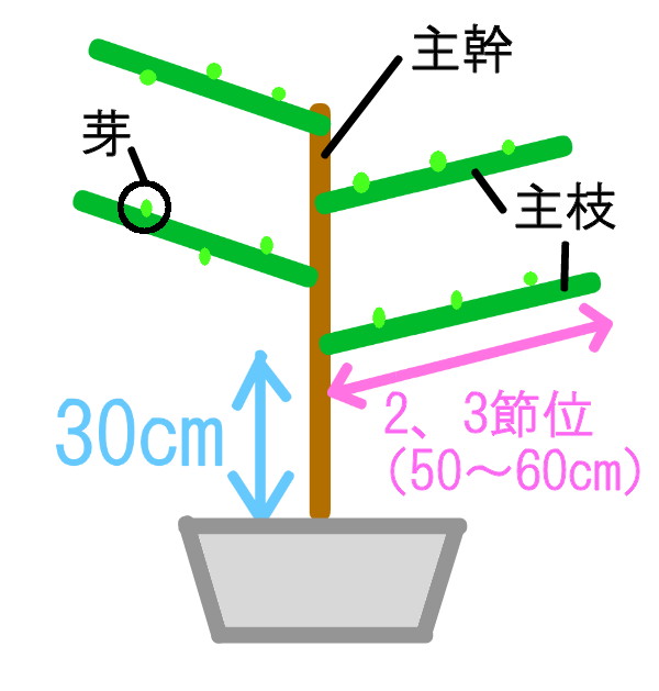 パッションフルーツの育て方 伸びた枝の切り戻し作業
