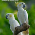 Burung Kakak Tua Jambul Kuning