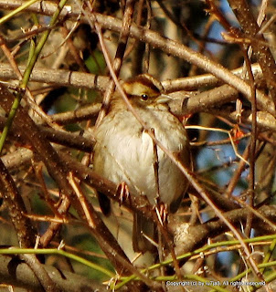 white throated Sparrow in Bittersweet
