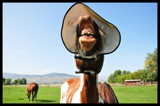 Horse Smile Wallpaper