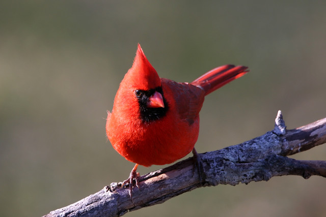 Red Bird