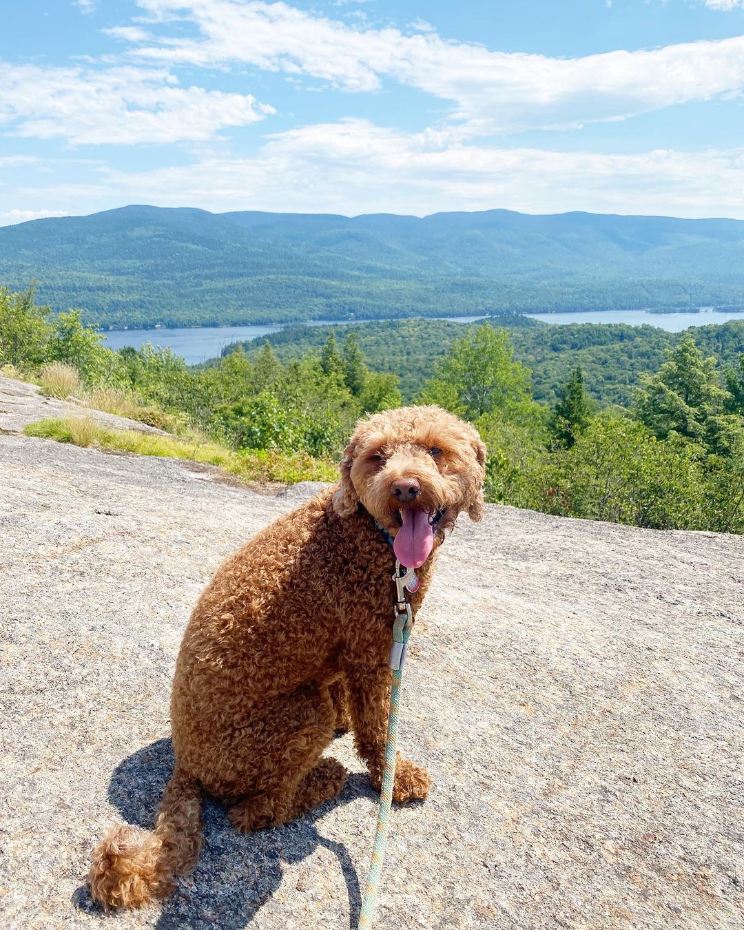 A Goldendoodle