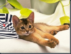 CAT_0164