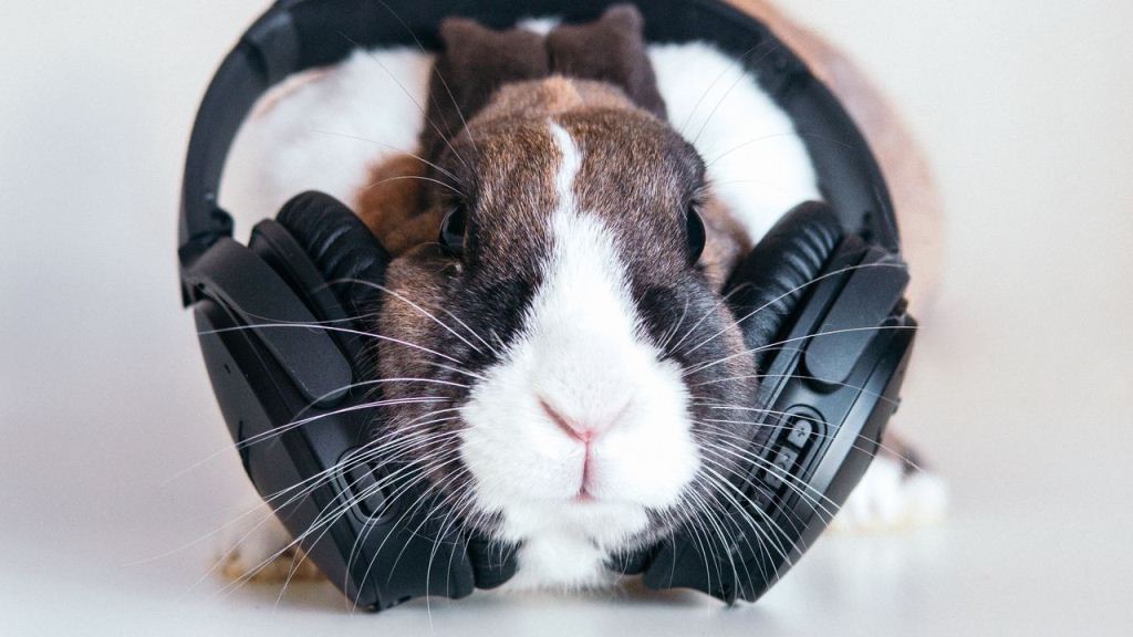Wallpaper Rabbit Headphones Music