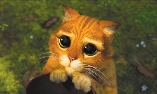 lolcat