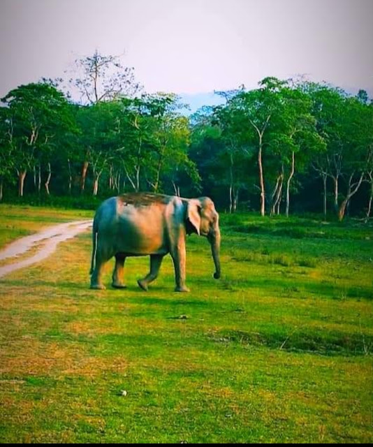 MY DAY LIFE WITH KAZIRANGA NATIONAL FOREST APRIL 16,2021