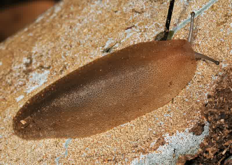 Ciri-Ciri dan Klasifikasi Mollusca - Biologi Edukasi 