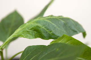 Hard, curling leaves on 90-day-old pepper plant