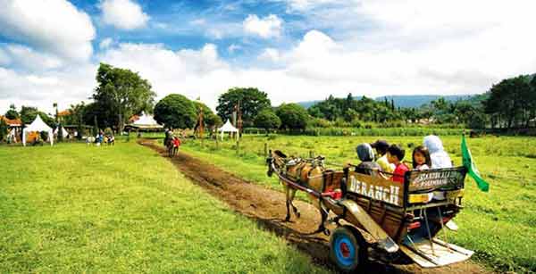 Naik delman di DeRanch Lembang - 15 TEMPAT OUTBOUND LEMBANG BANDUNG (UPDATE) - ZONA ADVENTURE