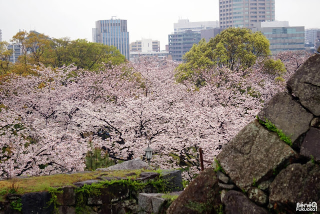 舞鶴公園、福岡