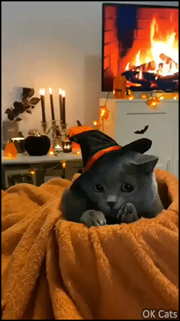 Halloween Cat GIF • Halloween night is coming, for the witch cats It's time to hide. Freakin adorable [ok-cats.com]