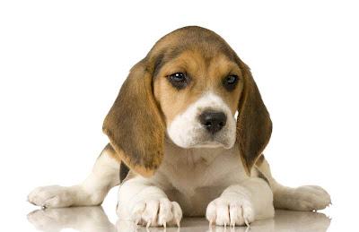 Beagle Puppy Picture