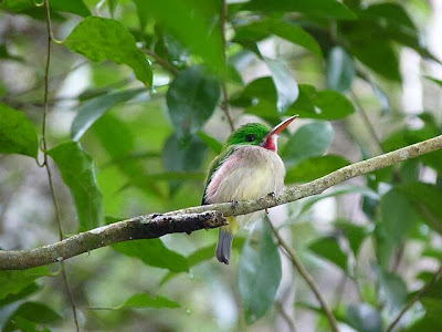 Barrancolí pico fino Todus angustirostris