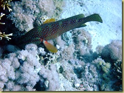 Fish 8