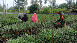 Babinsa Posramil Simpang Mamplam Dampingi Petani Panen Cabe