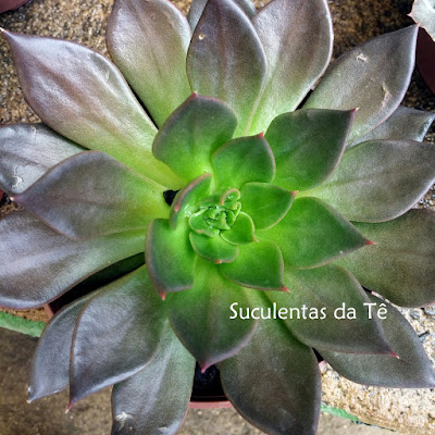 echeveria black prince