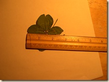 Record clover