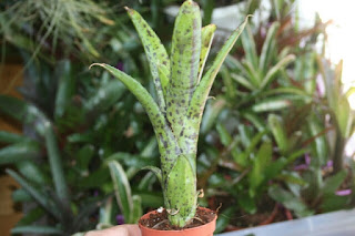 neoregelia pauciflora