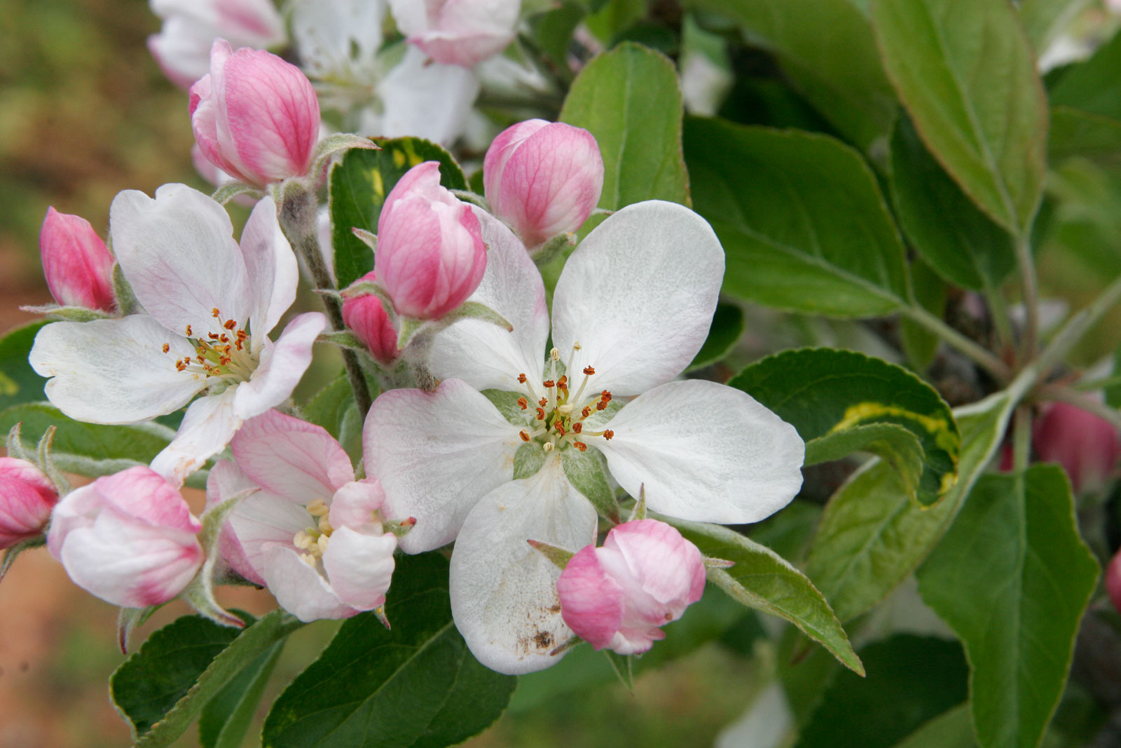 Apple blossom and bud wallpaper - Flower wallpapers - #3445